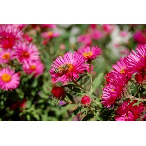 Astra krovitá (Aster dumosus) ´ANNEKE´ kont. P9
